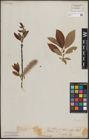 Foto von Salix discolor Muhl.